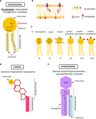 Lipids: plant biology’s slippery superheroes